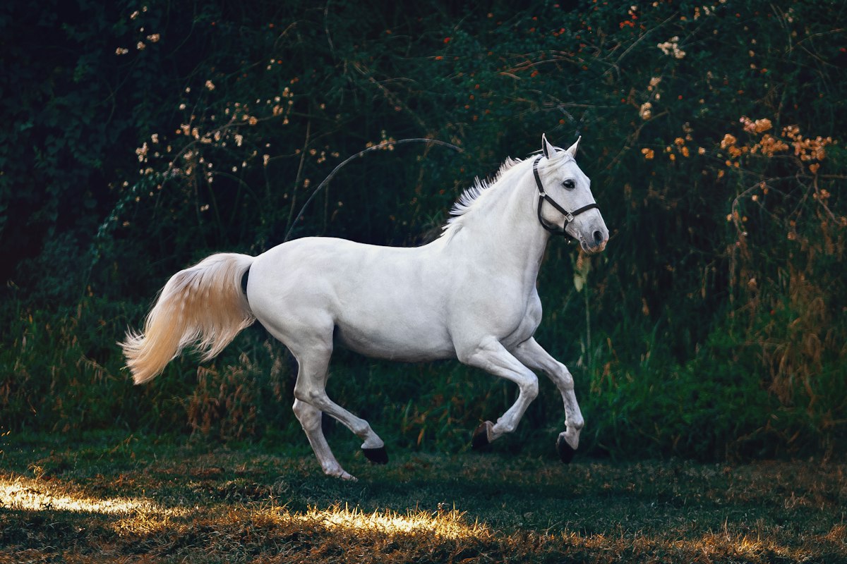 A grey Andalusian horse standing in profile