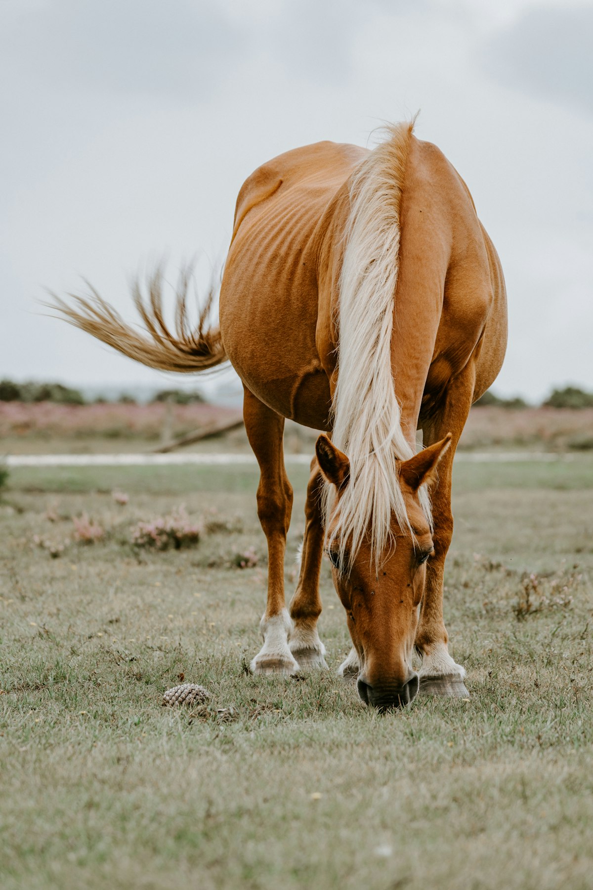A bay horse in profile, head turned towards the camera